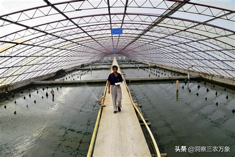 甲鱼 - 常德仙湖农业