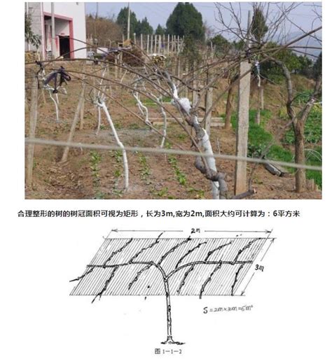 猕猴桃最全的修剪操作步骤来了，不可错过-种植技术-中国猕猴桃网