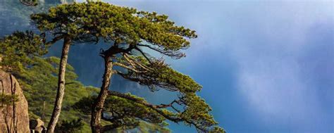 关于松树的诗句 这十首最有代表性_知秀网