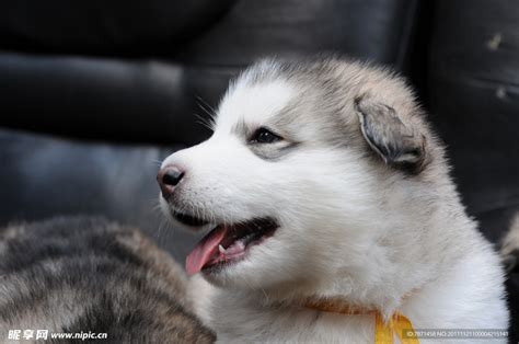 出售纯种阿拉斯加幼犬雪橇犬红色熊版阿拉斯加犬灰桃大型犬宠物狗-淘宝网