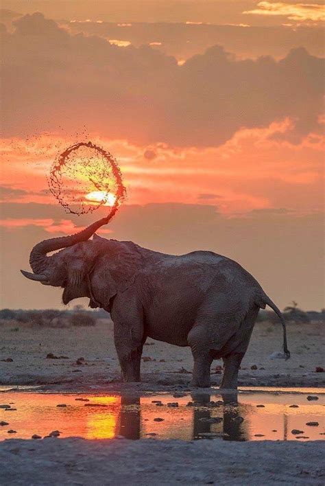 大象用鼻子吸水，这长长的鼻子，它究竟能装下多少水？