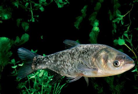 常见养殖品种（四大家鱼） – 天津藻润生物科技有限公司