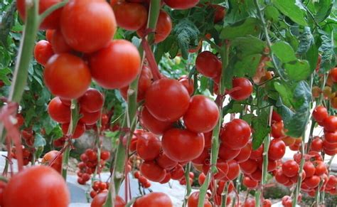 大棚番茄“起棱” 为何“偏爱”在冬季？（下篇）-江苏思威博生物科技有限公司