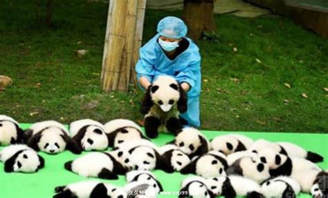 可爱的中国国宝大熊猫高清图片下载-正版图片501653859-摄图网