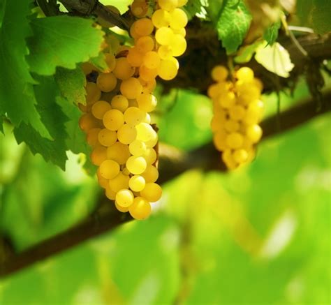 Frutas naturais e agricultura com uvas na vinha para crescimento ...