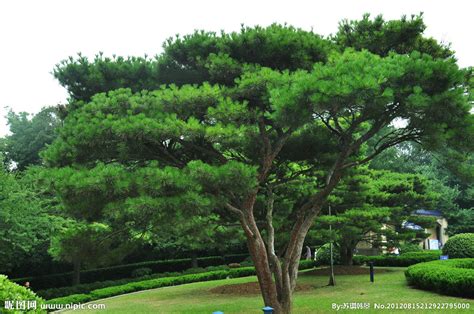 松树景观树拍摄|摄影|风光摄影|茂盛 - 原创作品 - 站酷 (ZCOOL)