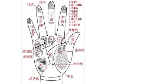 手掌纹路图解图片