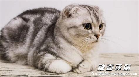 一日撸猫终身难戒 世界十大品种最名贵的猫(4)_社会万象_99养生堂健康养生网