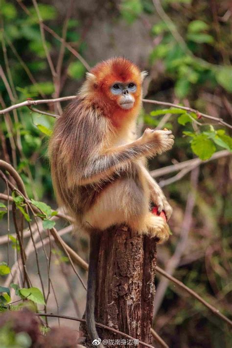 仅剩200只成熟个体：贵州独有的黔金丝猴，已经极度濒危了|贵州省|猴子_新浪新闻