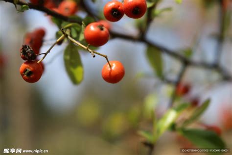 夏天树上结的红果子,夏天树上长的红果子,路边绿化带树长红果子_大山谷图库
