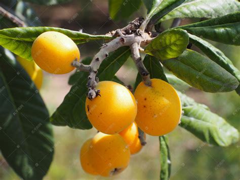 树上的 loquat 果 (Eriobotrya japonica)。这种古老的水果富含维生素、矿物质和抗氧化剂高清摄影大图-千库网