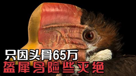 【花冠皱盔犀鸟摄影图片】北京动物园生态摄影_劲松_太平洋电脑网摄影部落