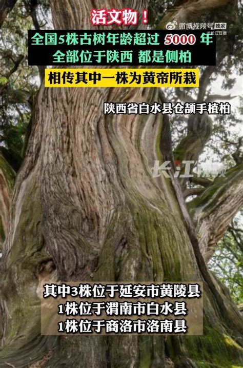 热搜第一！全国仅有5株5000岁古树，均在这一省！网友：见证了中华文明 | 每经网