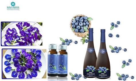 蓝莓、蝶豆花含有的花青素对人体有什么好处？ - 知乎