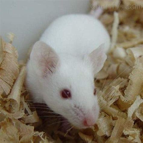 高血压大鼠模型_动物实验-上海达为科生物科技有限公司