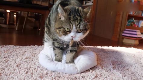 猫为什么在人身上踩奶（猫在人身上踩来踩去的原因） - 胖萌舍宠物网