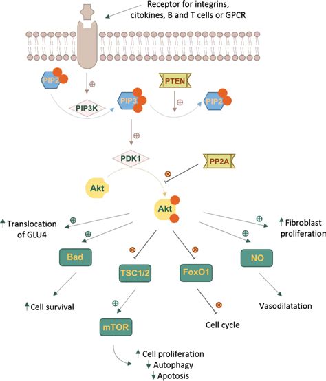 The Akt pathway in oncology therapy and beyond (Review)