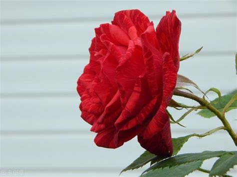 玫瑰花有多少种颜色？你知道这22种颜色的玫瑰代表什么含义吗？ - 知乎