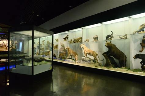 一次看6000多个动物，这个博物馆让无数孩子流连忘返_澎湃号·湃客_澎湃新闻-The Paper