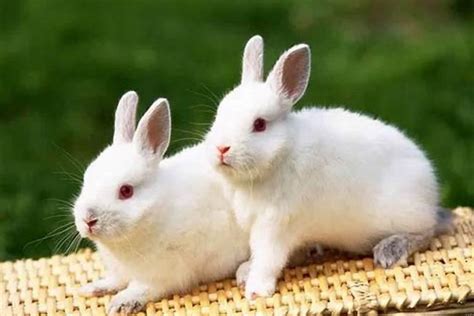 属兔分别是哪一年出生的？属兔的出生年份有哪些生肖和年龄_生肖_若朴堂文化