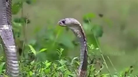 世界上最毒的十大毒蛇排名，毒性排第一的是什么蛇？