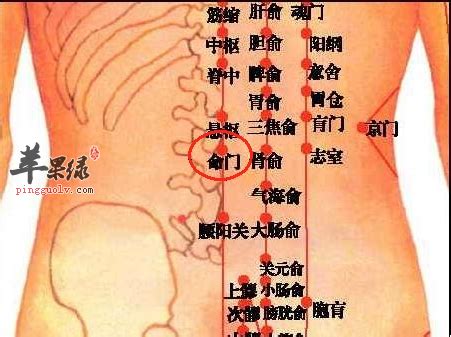 命门穴位位置图_命门穴的功效与作用_按摩手法_苹果绿