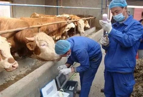 执业兽医网-牛羊-养牛场疫苗必做防疫程序