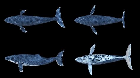 海豚和鲸鱼的呼吸孔怎么进化到头顶上去的？