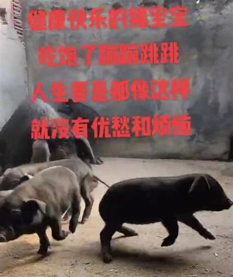 山东省人民政府 生猪出场价格 8月3日全省生猪平均出场价格