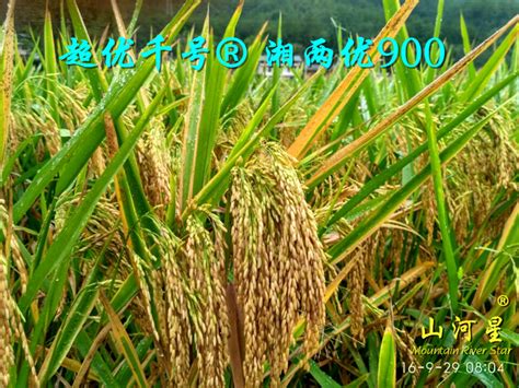 新一代高产型优良食味粳稻品种“南粳5718”“南粳3908”被农业农村部确认为超级稻品种