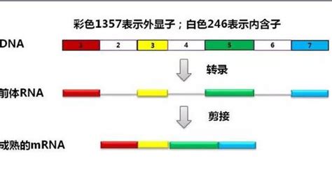 一种检测TP53基因突变的多重PCR特异性引物和方法与流程