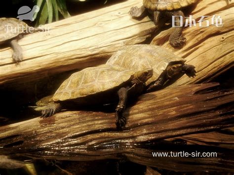 石龟种越南品种石龟种龟活体石金钱龟