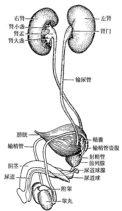 体检验尿是检查什么-有来医生