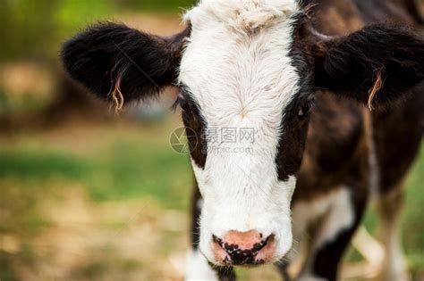 一只小牛和白紧头部在牧场上一小只牛商业年轻的眼睛高清图片下载-正版图片307752011-摄图网