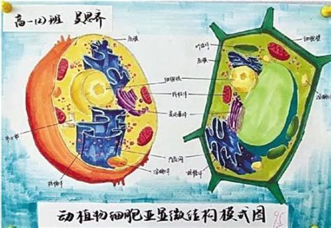 动物细胞图 动物细胞图片大全及名称_配图网