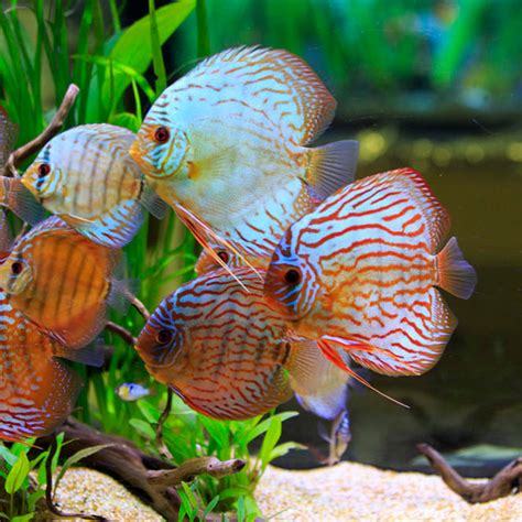 七彩神仙鱼活体大型鱼天子蓝松石红格子热带观赏鱼阿莲卡上海批发-阿里巴巴