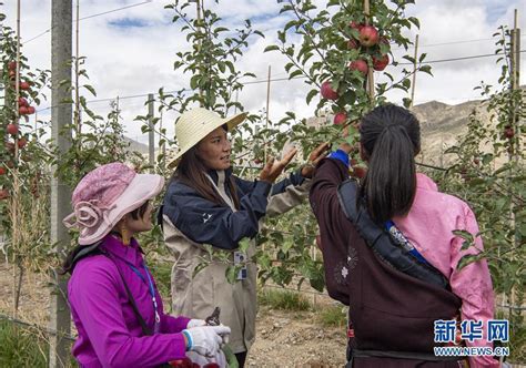 西藏山南：生态搬迁点迎来苹果丰收_云南网