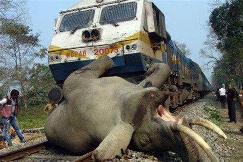 可怜！每年1000头大象横穿铁路被火车撞死，这是一条死亡铁路|象头神|大象|野生动物_新浪新闻
