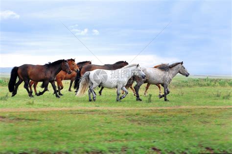 一群马在绿草地上疾驰高清图片下载-正版图片503246663-摄图网