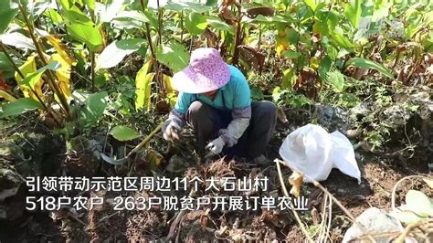 广西恭城：旱地改水田推进农业可持续性发展-人民图片网