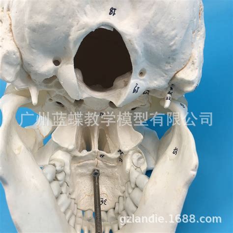 图3-16 颅骨(侧面)-基础医学-医学
