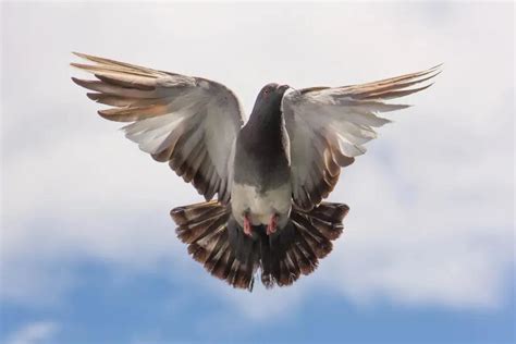 鸽子图片-放飞鸽子素材-高清图片-摄影照片-寻图免费打包下载