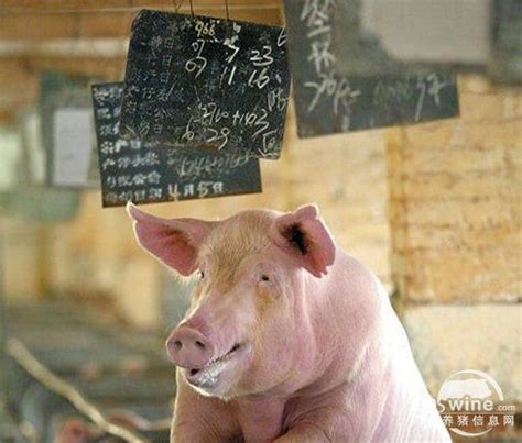 养猪产业化具备的条件_畜牧养殖_行业资讯__志恒网络
