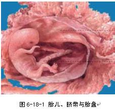 如图是胎儿、脐带和胎盘的示意图，据图回答问题：（1）胎儿在母体的[③]-里发育，胎儿所获得的营养 - 百度宝宝知道