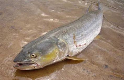 世界十大最凶猛的淡水鱼 非洲虎鱼上榜，第五有“水中高压线”之称_排行榜123网