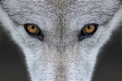 狼头图片素材 狼头设计素材 狼头摄影作品 狼头源文件下载 狼头图片素材下载 狼头背景素材 狼头模板下载 - 搜索中心