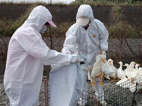 37国已扑杀4800家禽，欧洲爆发史上最大禽流感！正随候鸟到处传播|禽流感|欧洲_新浪新闻