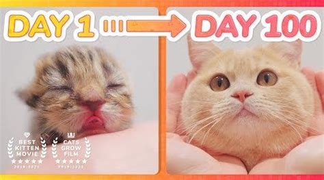 天使猫猫 心里暖暖的治愈猫片—小奶猫100天的成长日记……_新浪新闻
