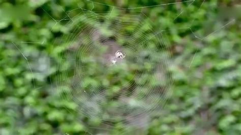 自然蜘蛛网高清图片下载-正版图片500119584-摄图网