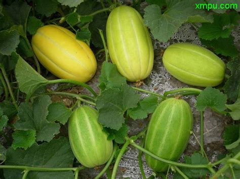 香瓜和哈密瓜是一个品种吗？它们有什么区别呢？|新疆|甜瓜|香瓜_新浪新闻